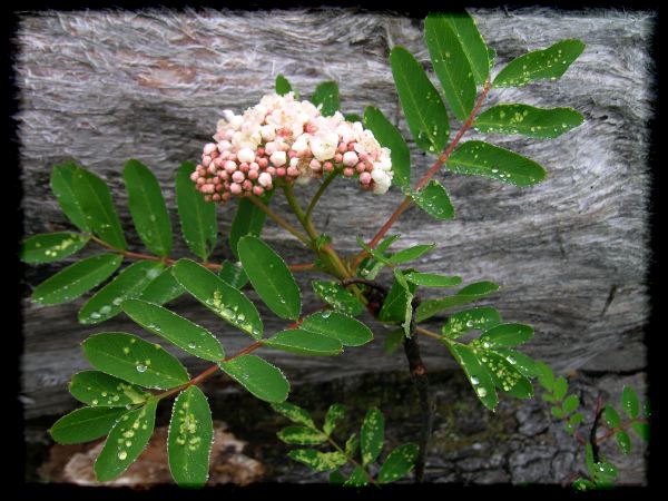 Sorbus sitchensis