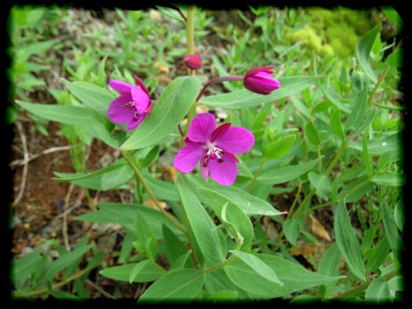 Epilobium latifolium