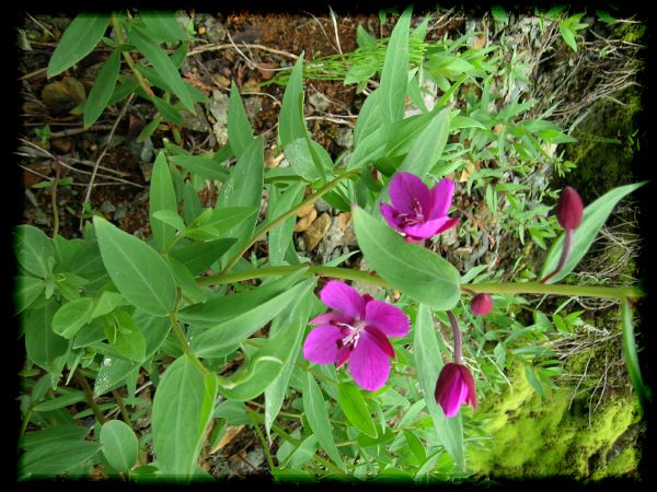 Epilobium latifolium