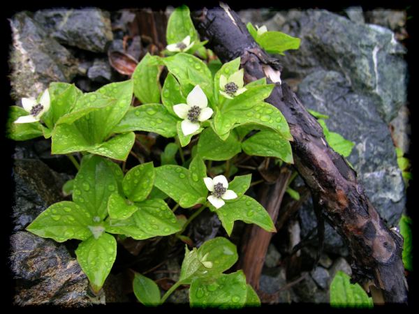 Cornus canadensis