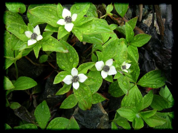 Cornus canadensis