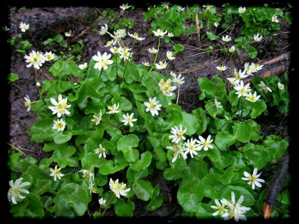 Caltha.biflora