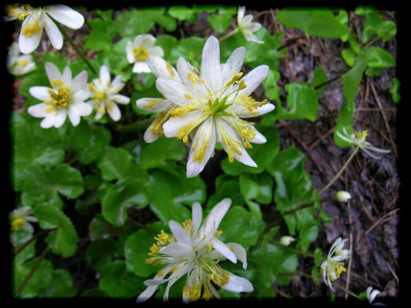 Caltha.biflora