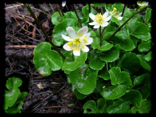 Caltha.biflora