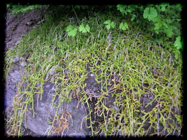 Lycopodium