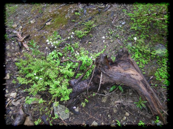 Erythronium montanum