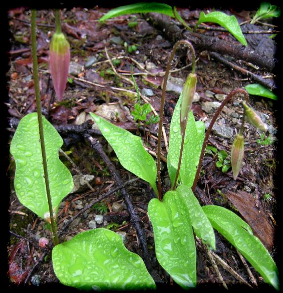 Erythronium montanum