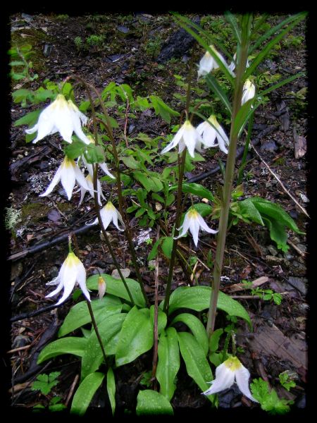 Erythronium montanum