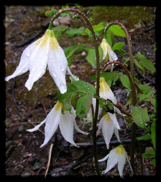 Erythronium montanum