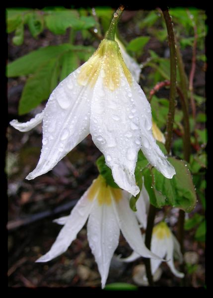 Erythronium montanum