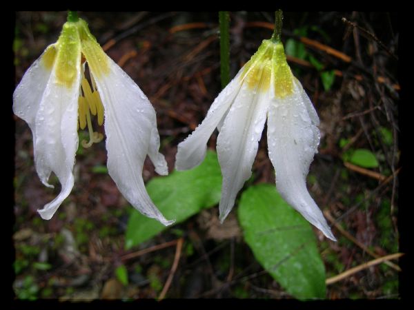 Erythronium montanum