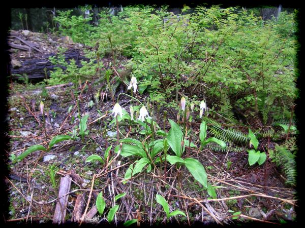 Erythronium montanum