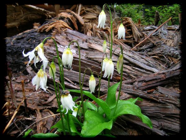 Erythronium montanum