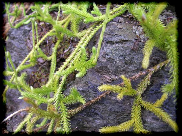 Lycopodium