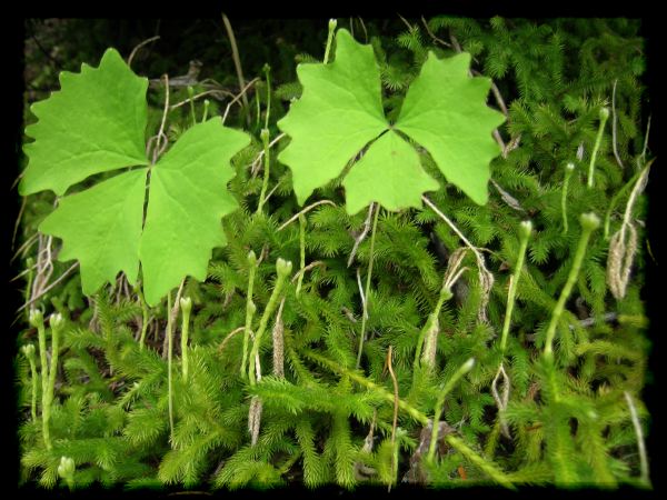 Lycopodium.Achlys