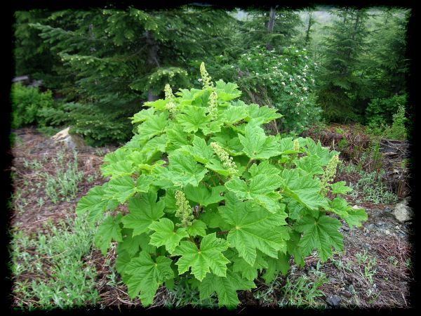Oplopanax.horridus