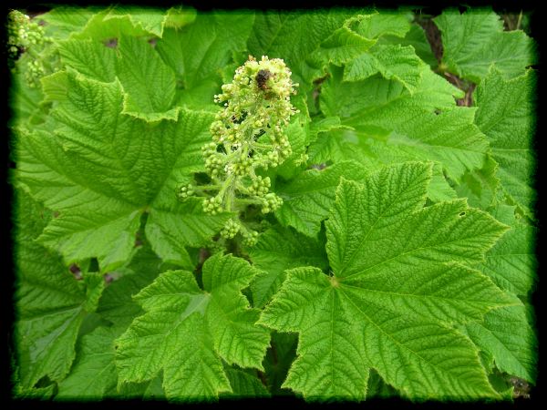 Oplopanax.horridus