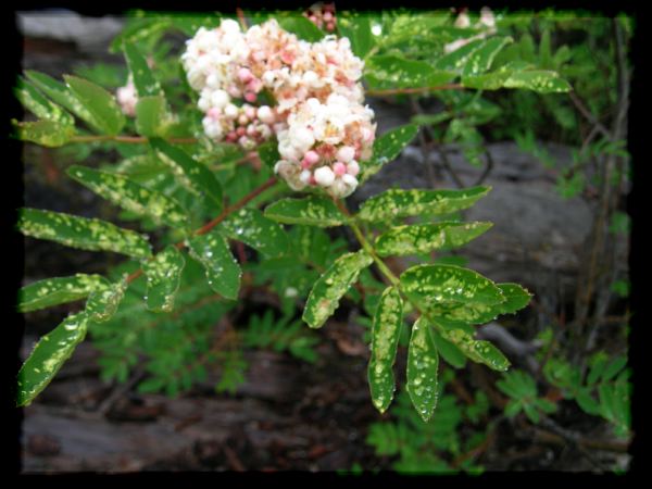 Sorbus sitchensis