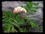 Sorbus sitchensis