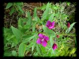 Epilobium latifolium