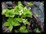 Cornus canadensis