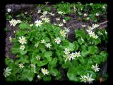 Caltha.biflora