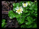 Caltha.biflora