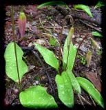 Erythronium montanum