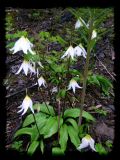 Erythronium montanum