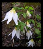 Erythronium montanum