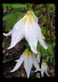 Erythronium montanum