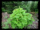 Oplopanax.horridus