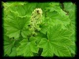 Oplopanax.horridus