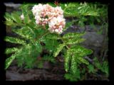 Sorbus sitchensis